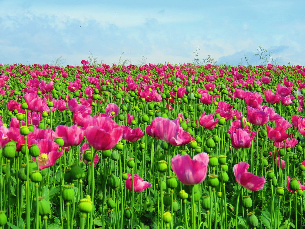 250 AFGHAN Blue POPPY Mixed Colors Papaver Somniferum Pink Purple White Flower Seeds