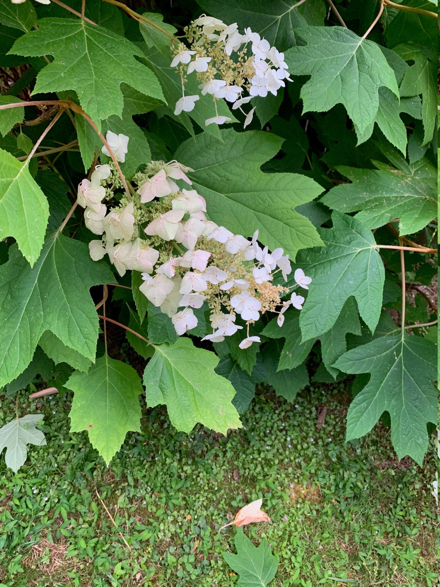Oakleaf Hydrangea (Hydrangea quercifolia) Stem Cuttings – 10 Hardwood Cuttings, Native Shrub