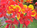 10 RED BIRD Of PARADISE Caesalpinia Pulcherrima aka Pride of Barbados, Dwarf Poinciana, Peacock Flower Seeds