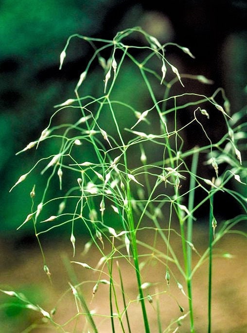 500 INDIAN RICEGRASS Nezpar Oryzopsis Hymenoides Stipa Sand Rice Grass ...