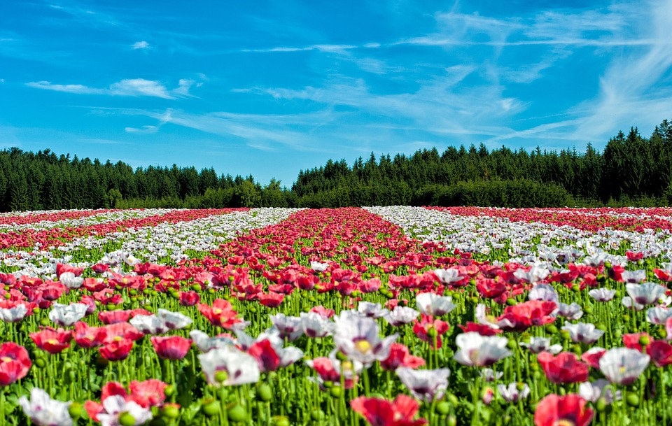250 AFGHAN Blue POPPY Mixed Colors Papaver Somniferum Pink Purple White Flower Seeds