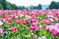 250 AFGHAN Blue POPPY Mixed Colors Papaver Somniferum Pink Purple White Flower Seeds