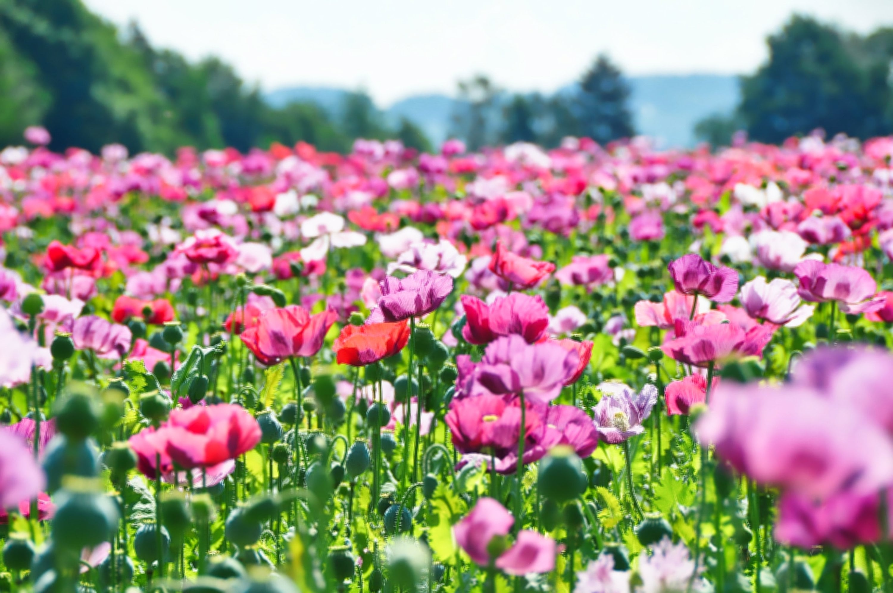 250 AFGHAN Blue POPPY Mixed Colors Papaver Somniferum Pink Purple White Flower Seeds