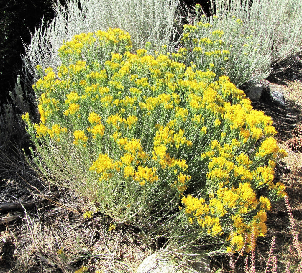 100 RUBBER RABBITBRUSH Chamisa Ericameria Nauseosa Native Desert Shrub Yellow Flower Seeds