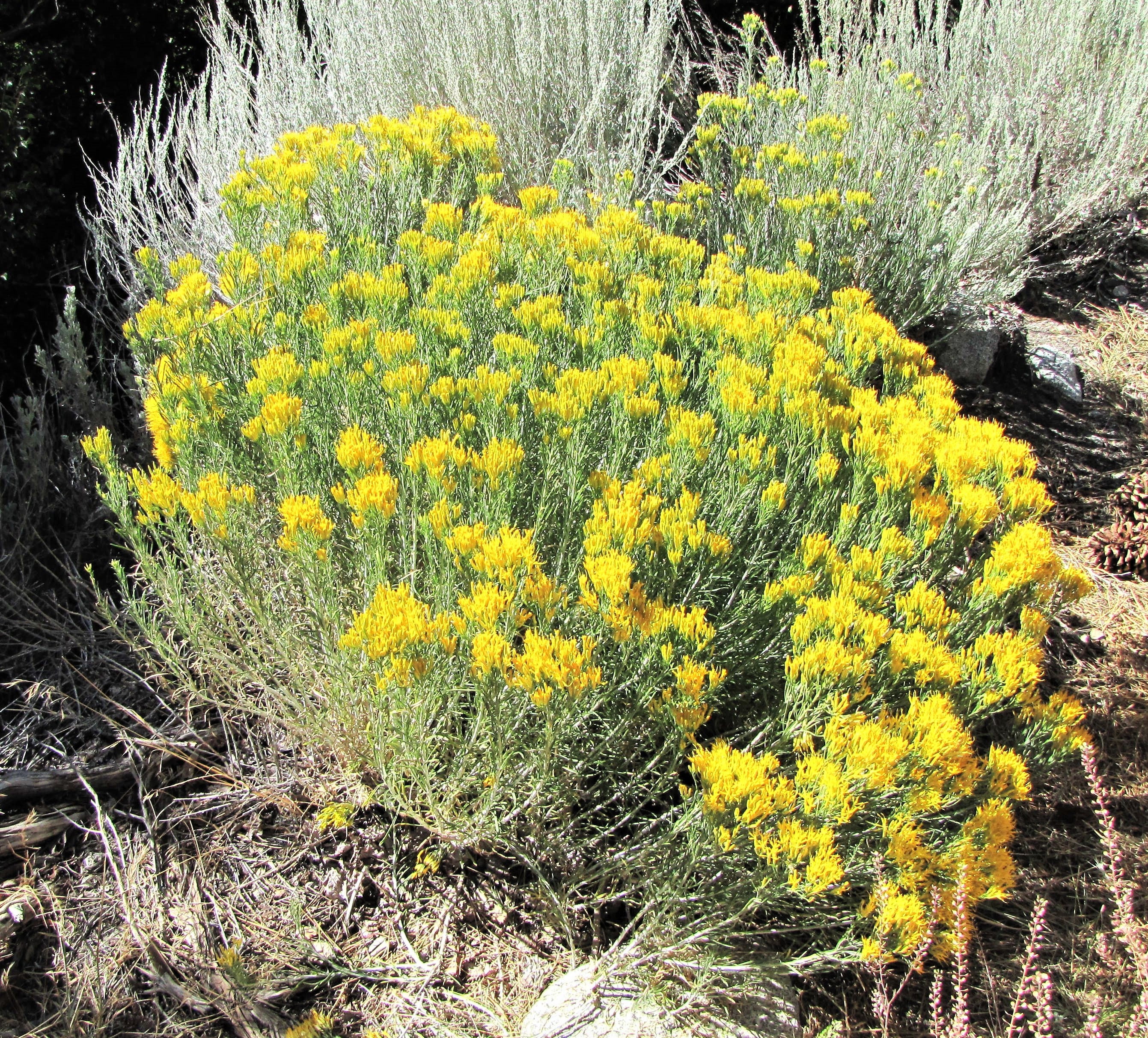 100 RUBBER RABBITBRUSH Chamisa Ericameria Nauseosa Native Desert Shrub Yellow Flower Seeds