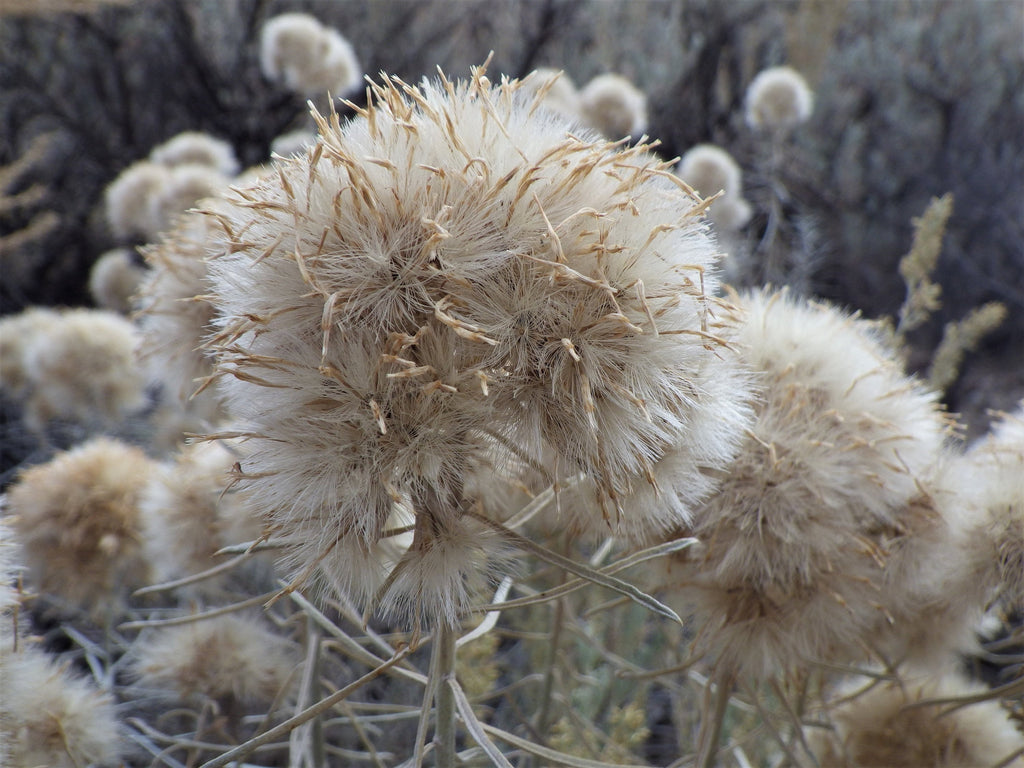100 RUBBER RABBITBRUSH Chamisa Ericameria Nauseosa Native Desert Shrub Yellow Flower Seeds