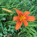 Orange Daylily - Easy Care Perennial, Showy Summer Blooms, Zones 3-9