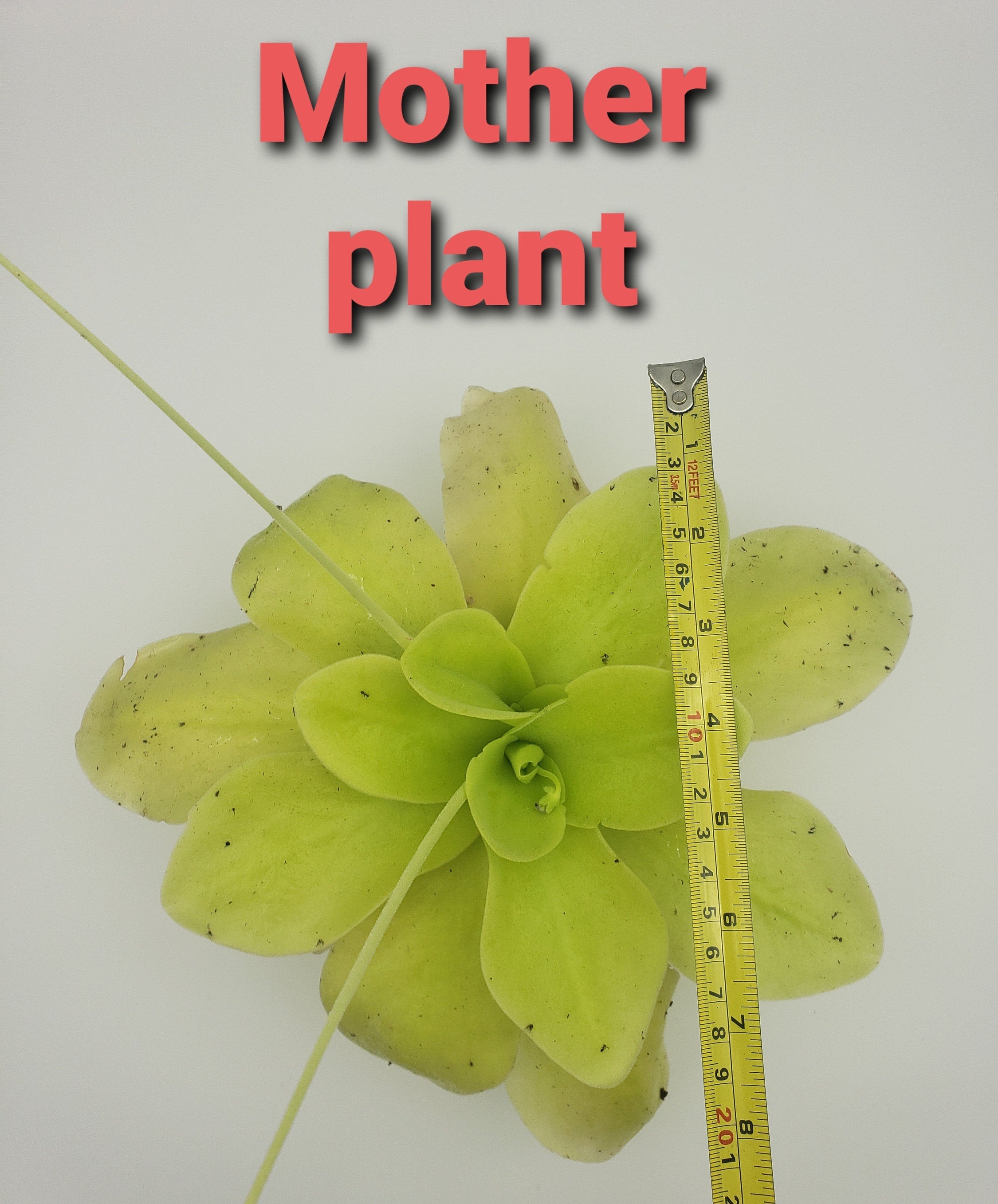 Pinguicula gigantea