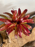 Live Bareroot Neoregelia ‘Gazpacho’ Bromeliad – Colorful Tropical Houseplant with Red, Pink & Green Rosette