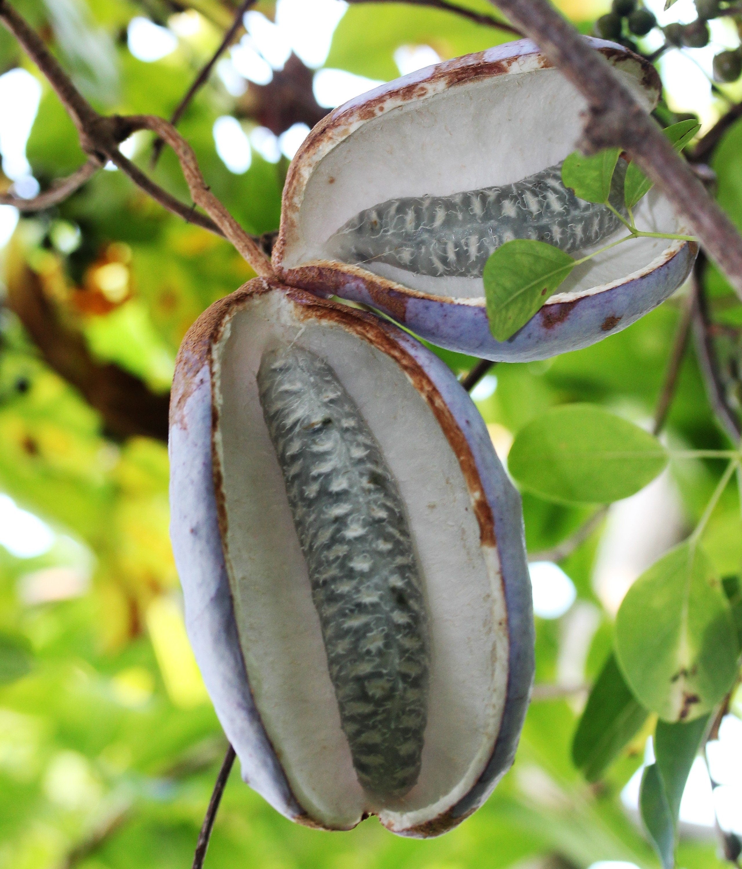 100 - 1000 Bulk CHOCOLATE VINE Edible Fruit Akebia Quinata Fragrant Flower Seeds