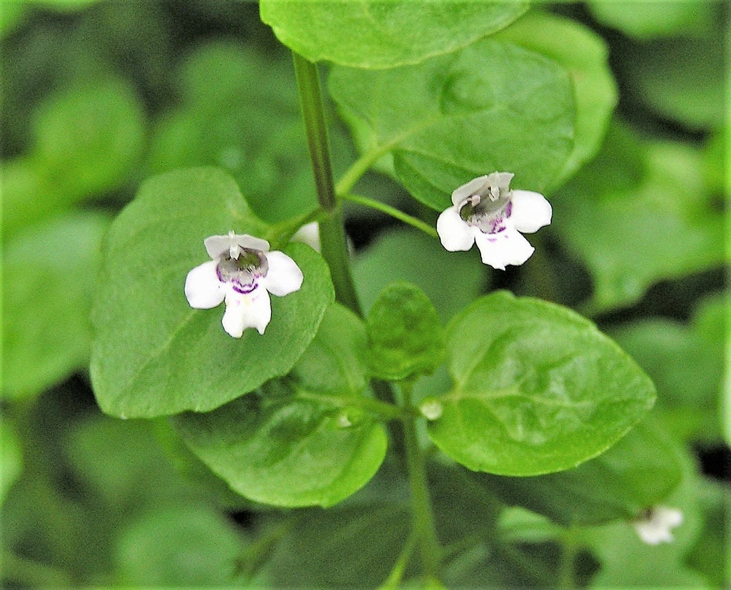 1g 27,500 BULK CORSICAN MINT Mentha Requienii Fragrant Herb Ground Cover Flower 1 Gram Seeds