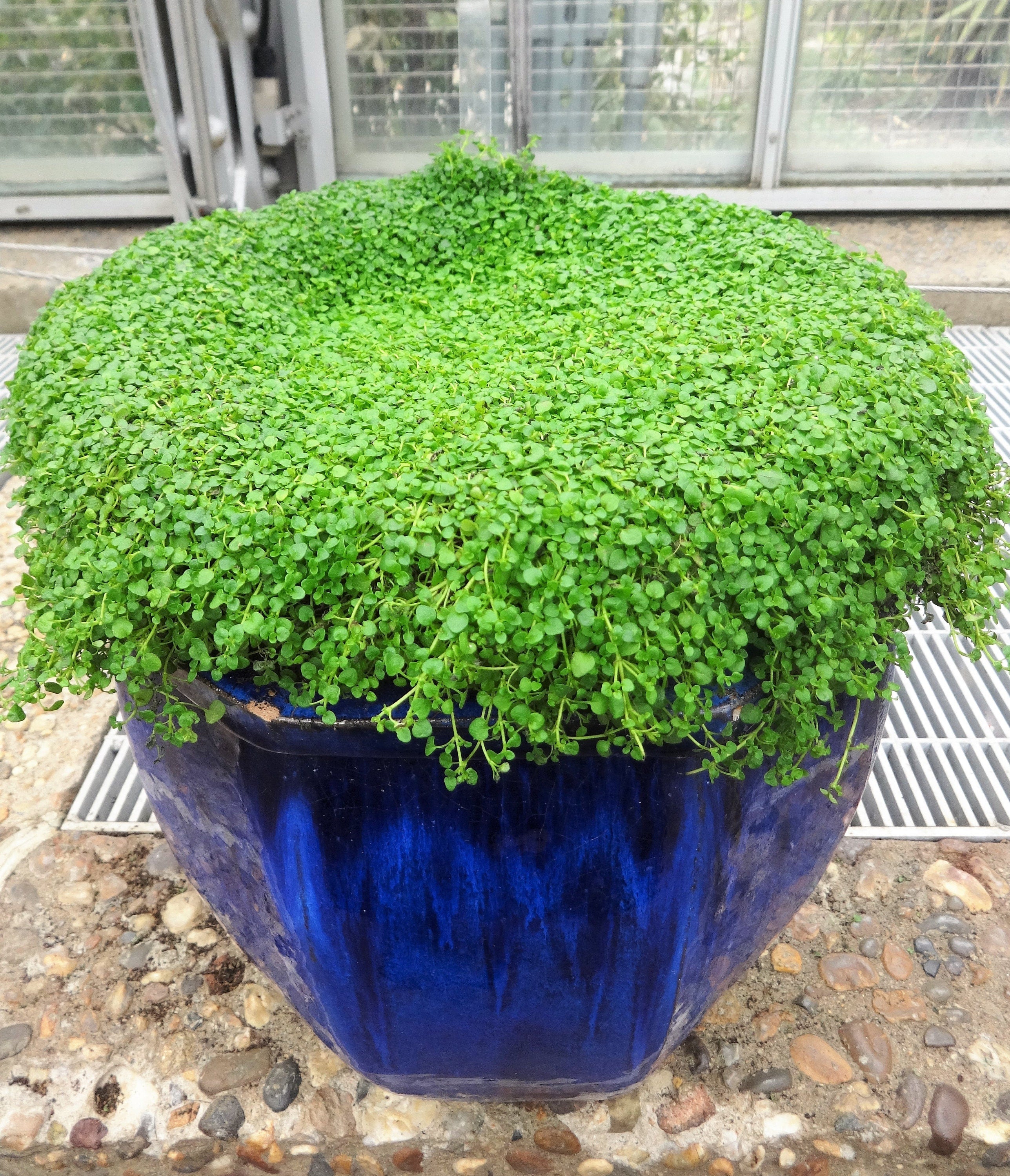 1g 27,500 BULK CORSICAN MINT Mentha Requienii Fragrant Herb Ground Cover Flower 1 Gram Seeds