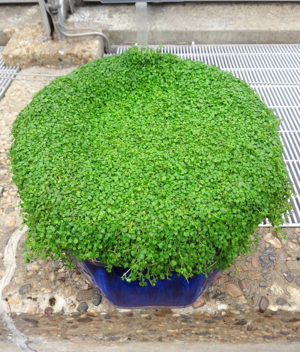 1g 27,500 BULK CORSICAN MINT Mentha Requienii Fragrant Herb Ground Cover Flower 1 Gram Seeds