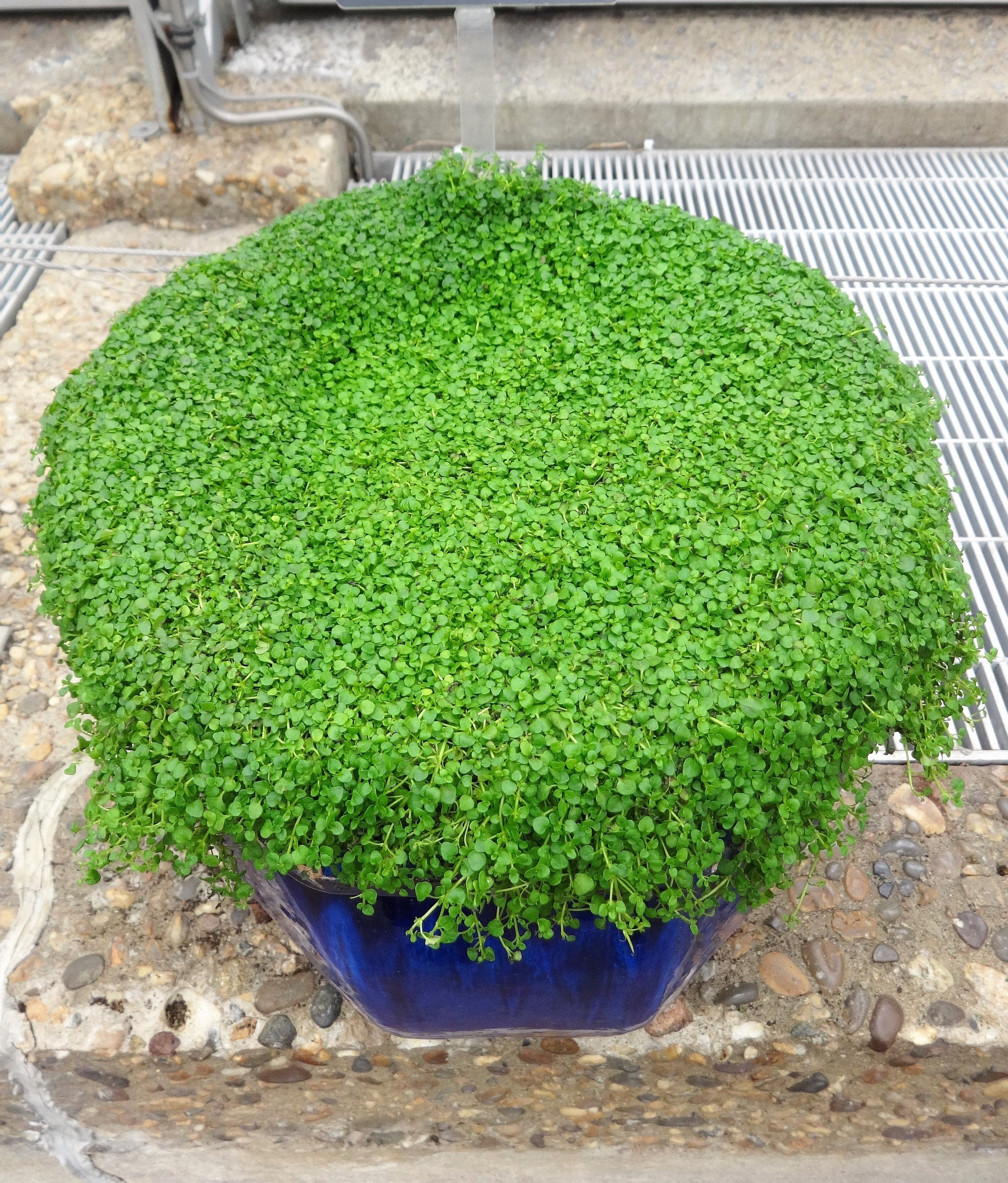 1g 27,500 BULK CORSICAN MINT Mentha Requienii Fragrant Herb Ground Cover Flower 1 Gram Seeds
