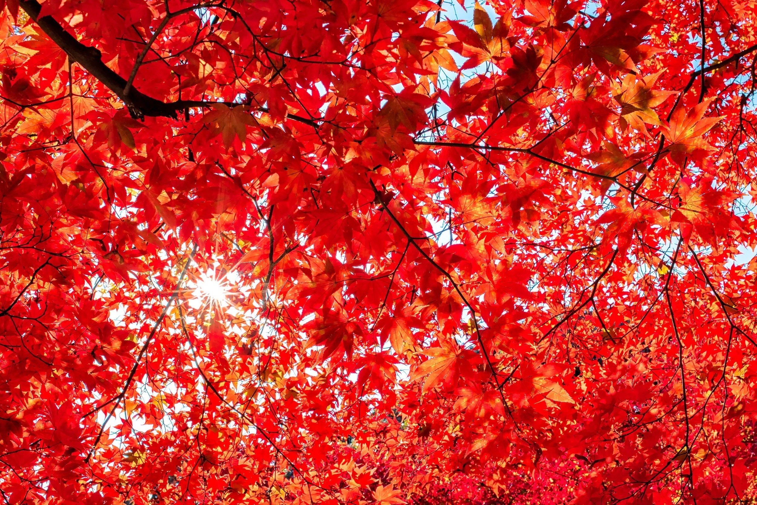 10 RED JAPANESE MAPLE Tree Bloodgood Ornamental Acer Palmatum Seeds