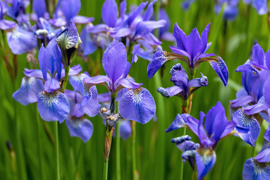 25 BLUE FLAG IRIS Versicolor ( Dry - Moist Soil ) Native Purple Yellow White Fragrant Flower Seeds