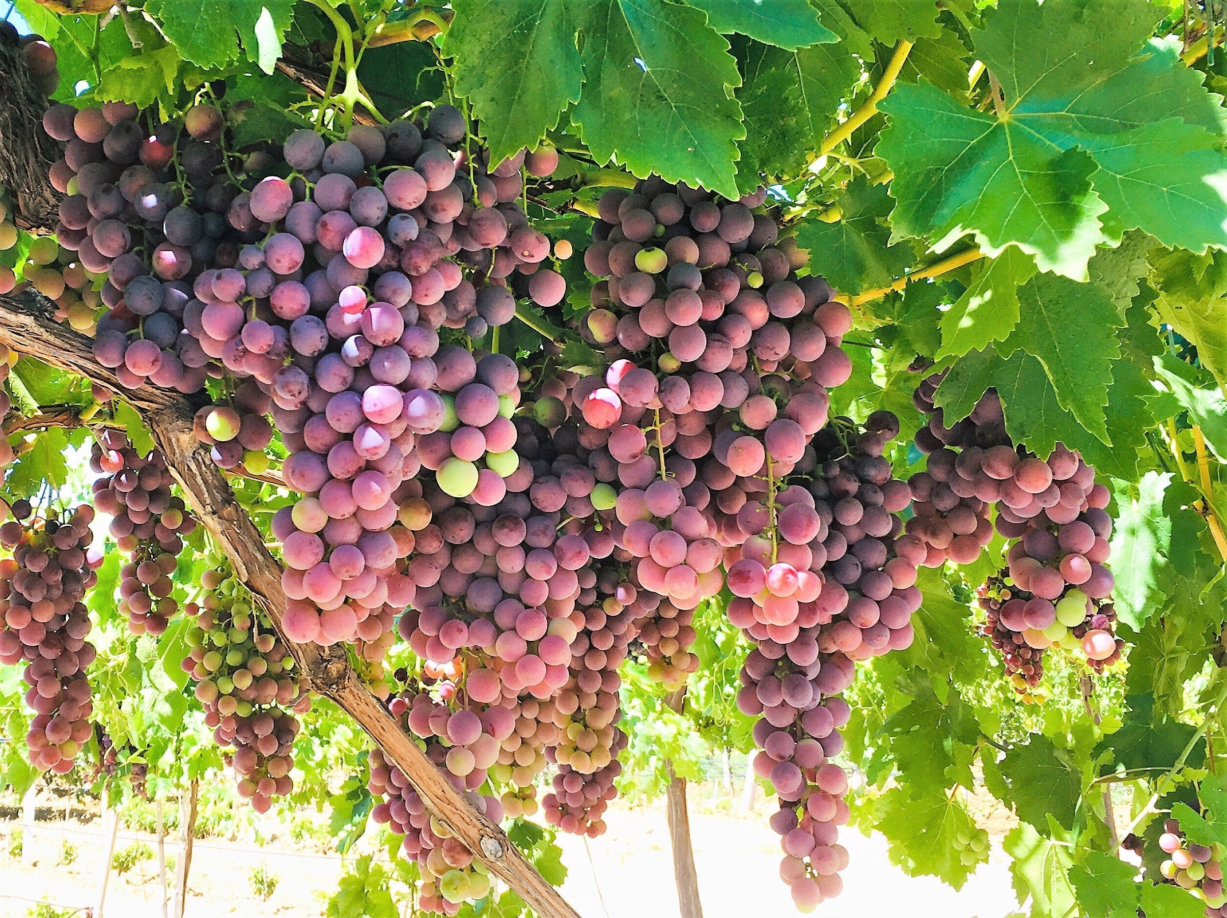 10 Giant RED GLOBE GRAPE Vitis Vinifera Fruit Vine Seeds