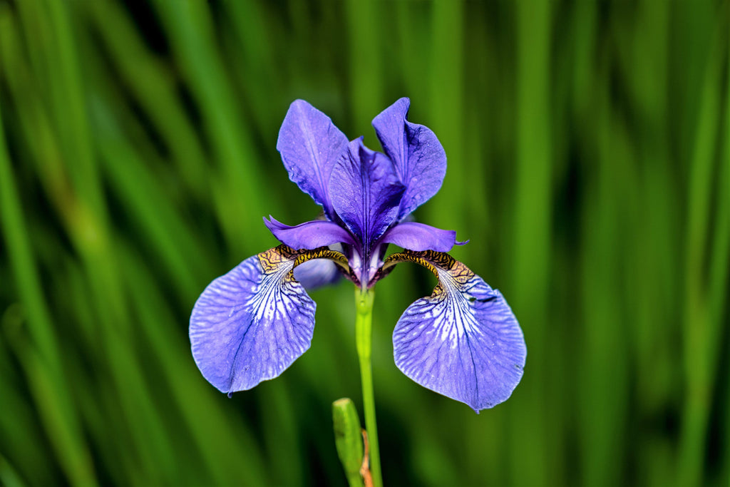 25 BLUE FLAG IRIS Versicolor ( Dry - Moist Soil ) Native Purple Yellow White Fragrant Flower Seeds