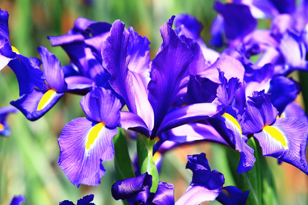 25 BLUE FLAG IRIS Versicolor ( Dry - Moist Soil ) Native Purple Yellow White Fragrant Flower Seeds