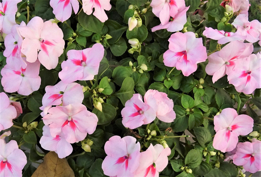 50 DWARF PINK IMPATIENS Walleriana Part Sun or Full Shade Flower Seeds