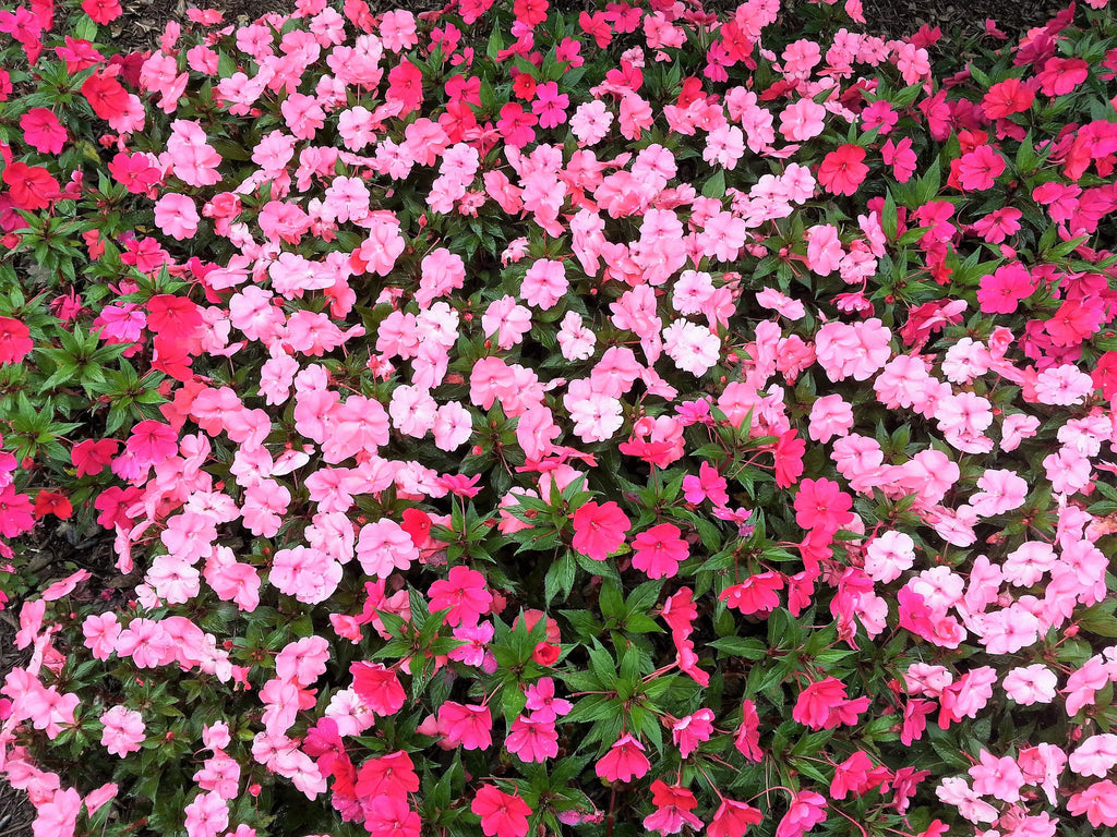 50 DWARF PINK IMPATIENS Walleriana Part Sun or Full Shade Flower Seeds