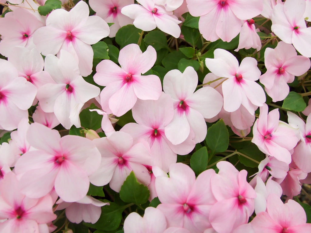 50 DWARF PINK IMPATIENS Walleriana Part Sun or Full Shade Flower Seeds