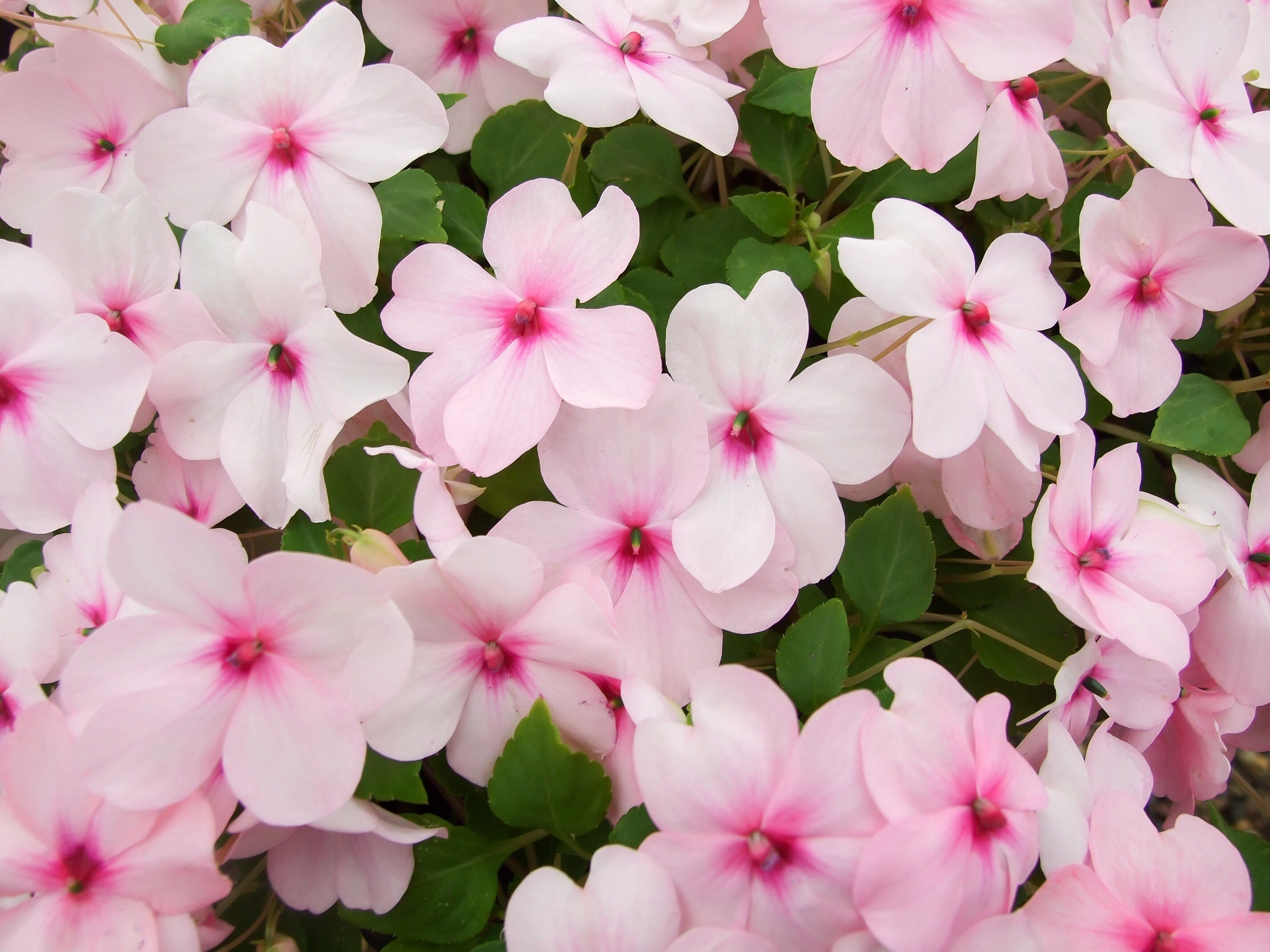 50 DWARF PINK IMPATIENS Walleriana Part Sun or Full Shade Flower Seeds