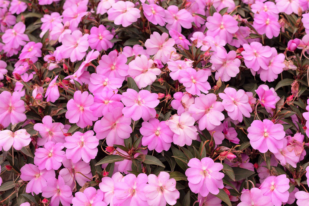 50 DWARF PINK IMPATIENS Walleriana Part Sun or Full Shade Flower Seeds