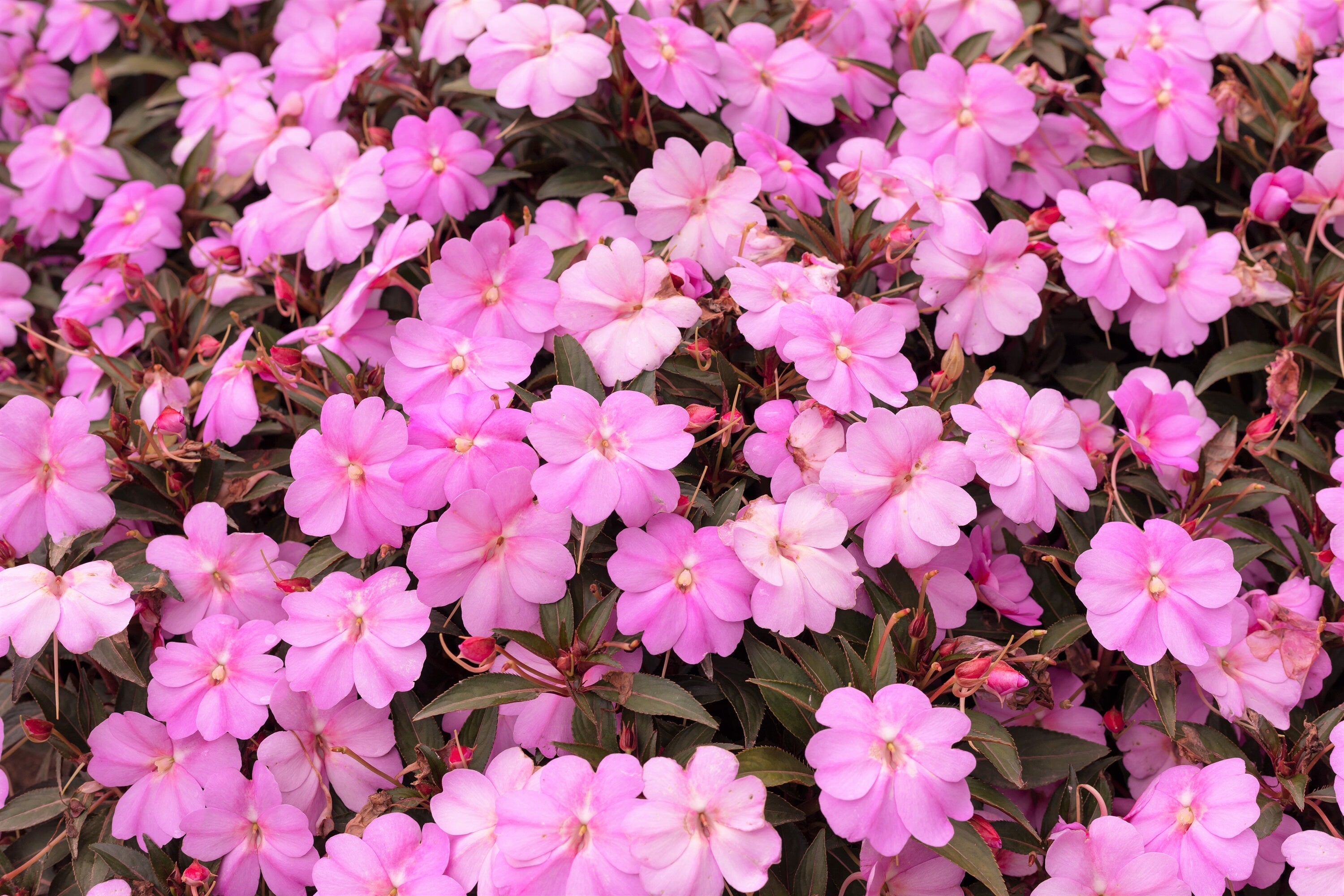 50 DWARF PINK IMPATIENS Walleriana Part Sun or Full Shade Flower Seeds