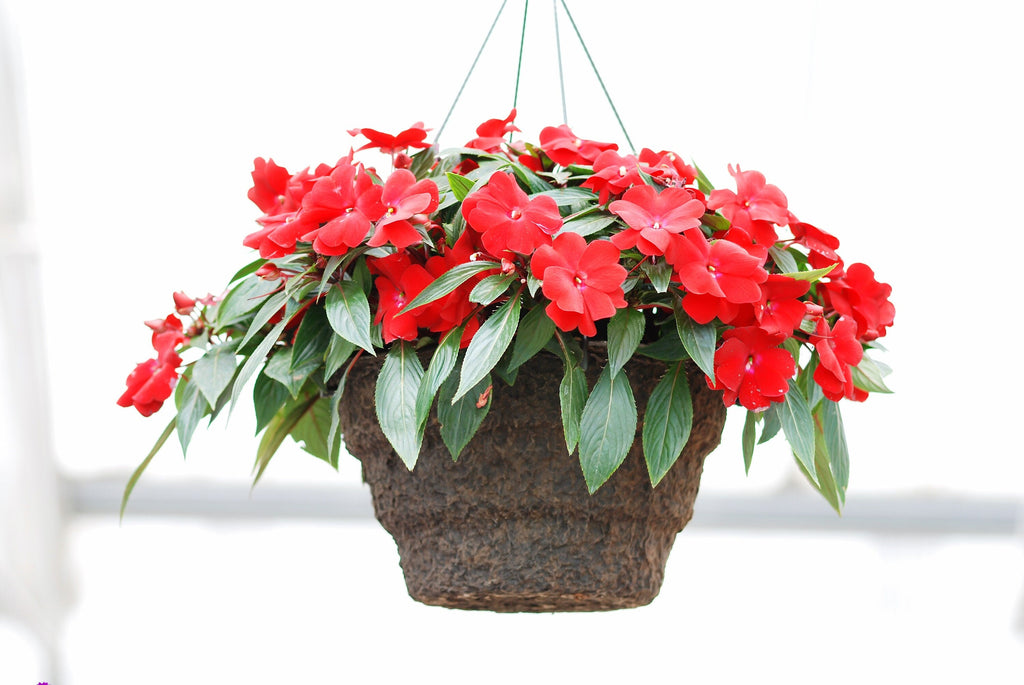 50 DWARF RED IMPATIENS Scarlet Walleriana Part Sun or Full Shade Flower Seeds