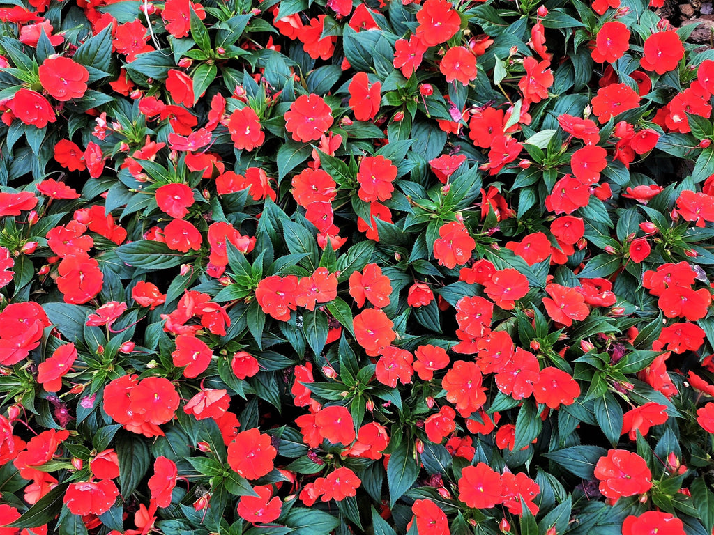 50 DWARF RED IMPATIENS Scarlet Walleriana Part Sun or Full Shade Flower Seeds