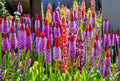20 ORCHID PRIMROSE Primula Vialii Red Hot Poker Red Pink Purple Shade Wet Flower Seeds