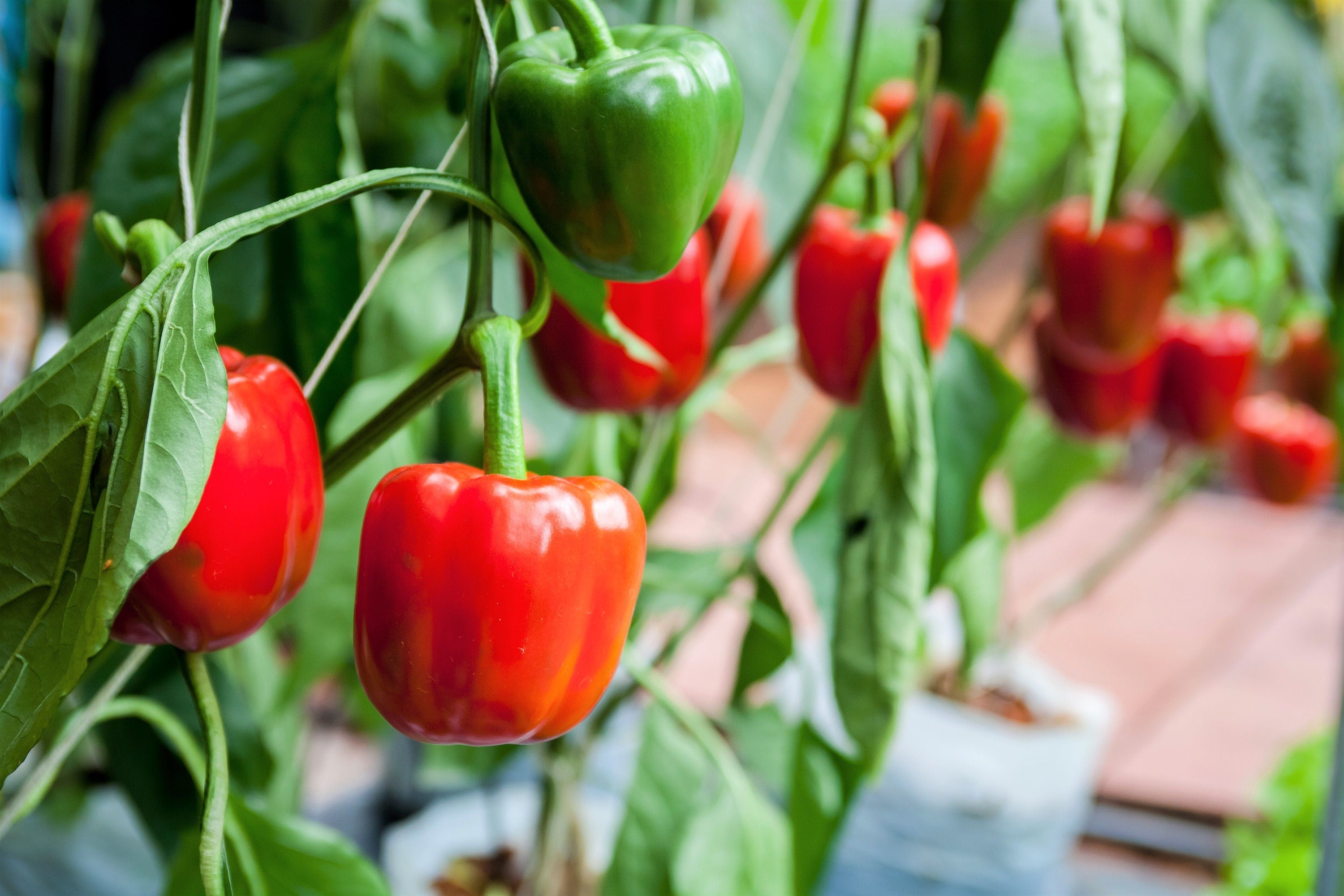 20 Organic Red MINI BELL PEPPER Sweet Mild Miniature Capsicum Annuum Vegetable Seeds