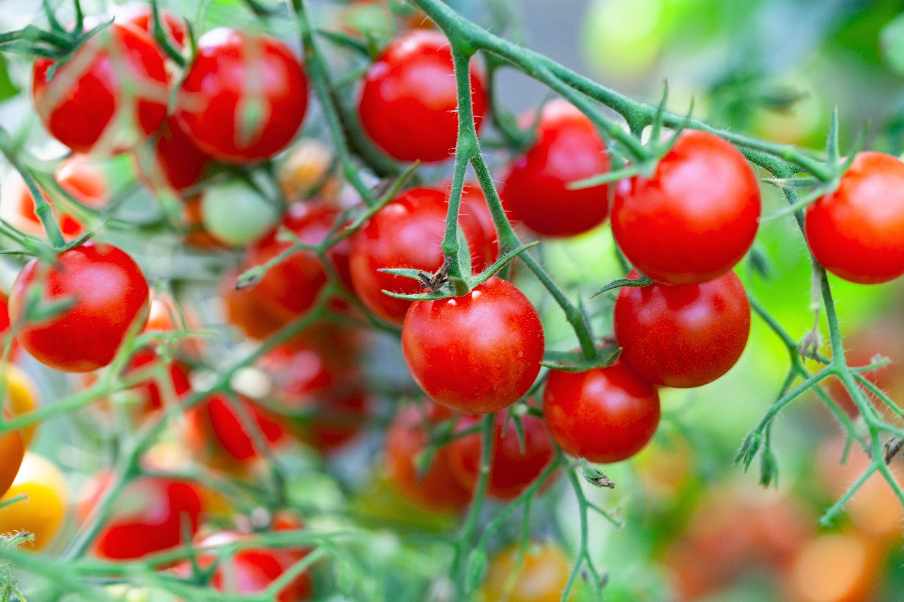 80 Sub ARCTIC PLENTY TOMATO Solanum Lycopersicum Red Determinate Heirloom Fruit Vegetable Seeds