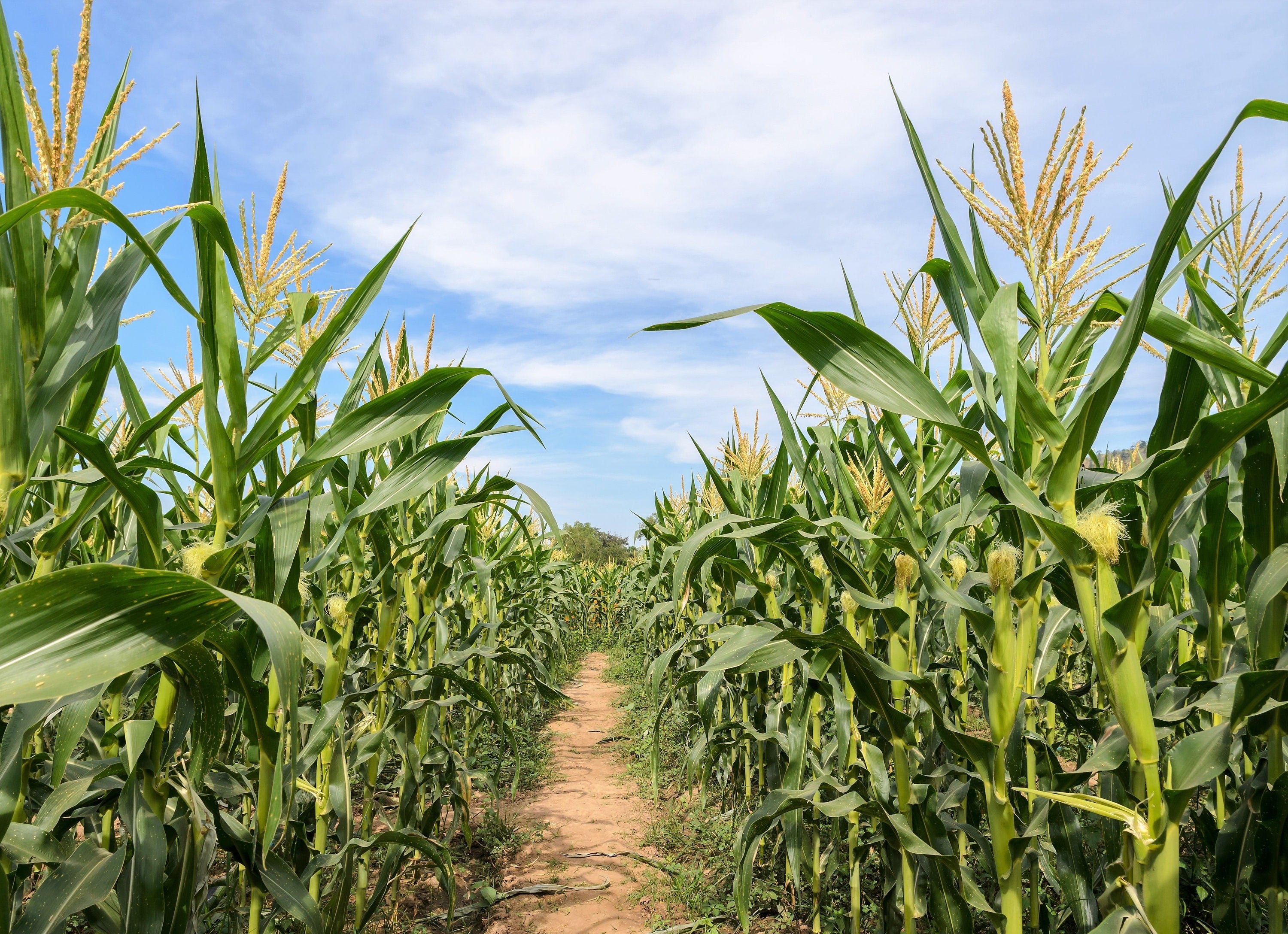 50 Yellow JUBILEE CORN Sweet Corn Zea Mays Vegetable Seeds