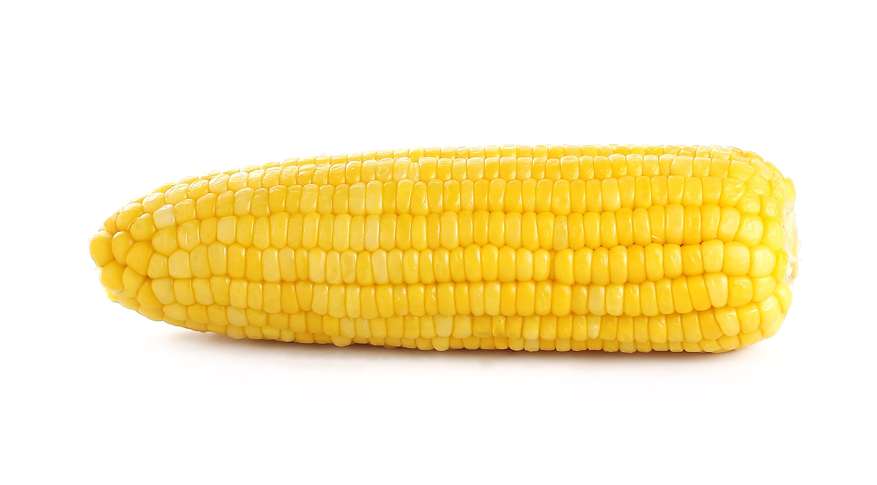 50 KANDY KORN CORN Sweet Yellow Corn Red Husk H.S.E. Zea Mays Vegetable Seeds