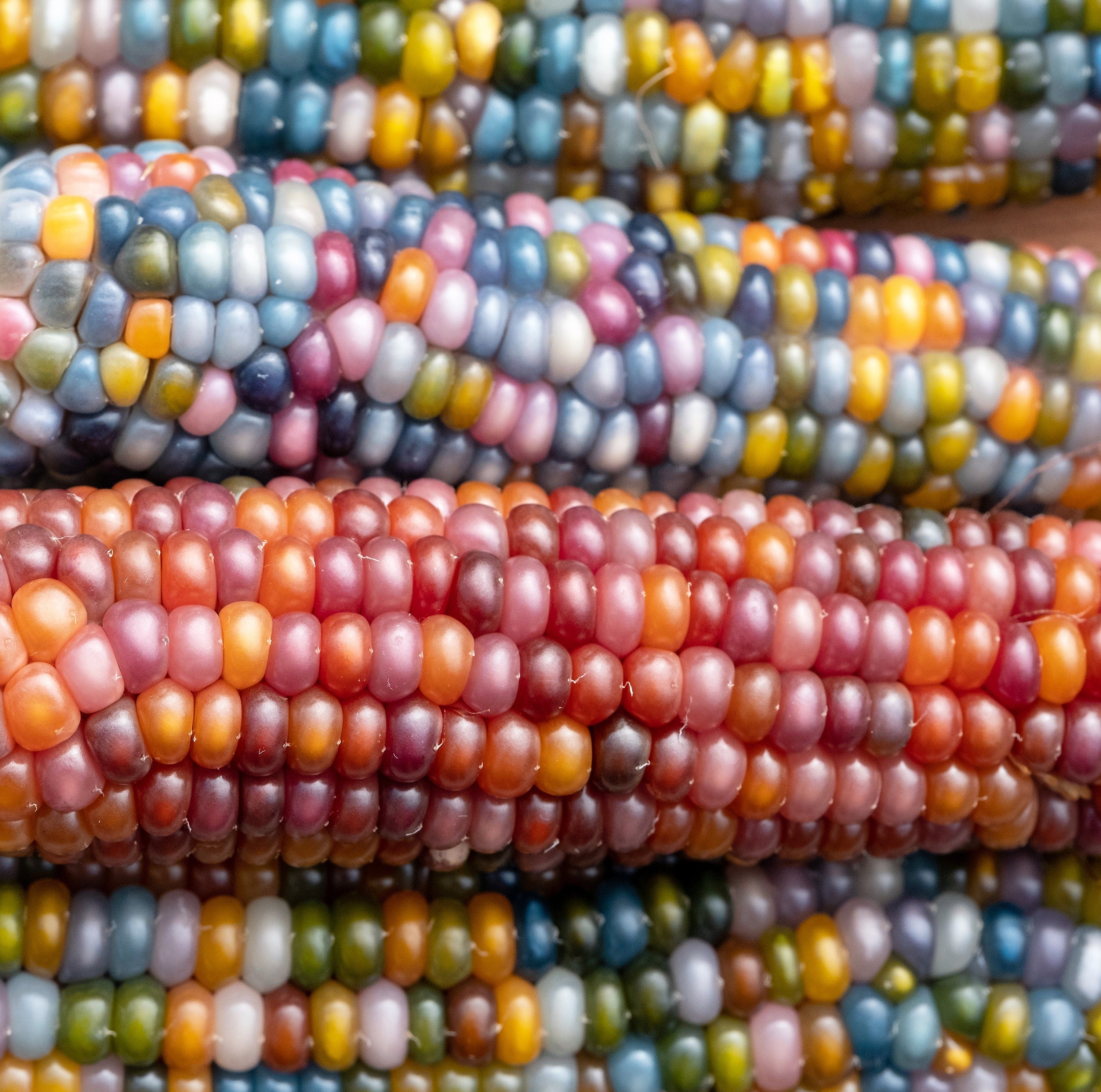30 GLASS GEM CORN Mixed Colors Ornamental Edible Zea Mays Heirloom Vegetable Seeds