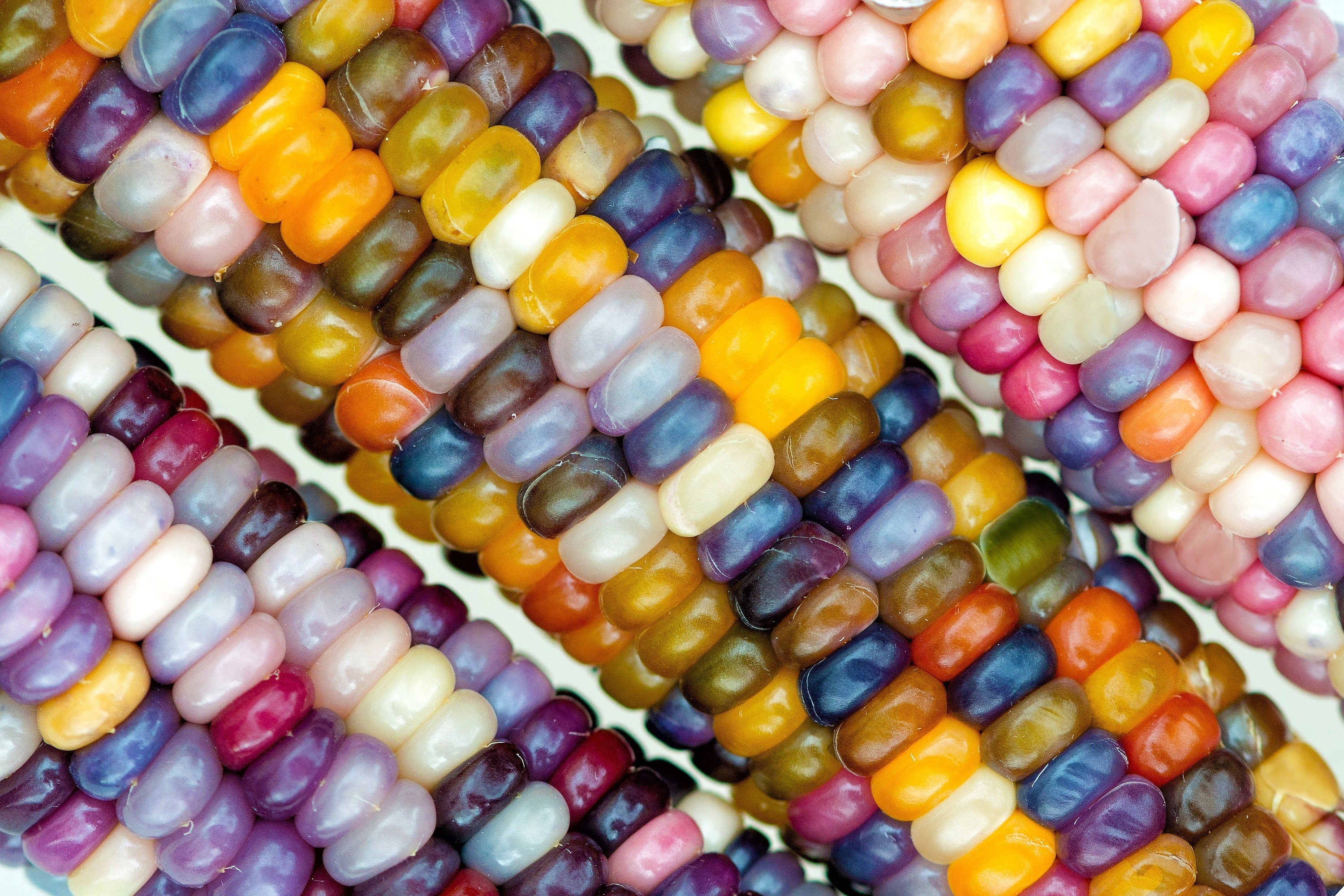 30 GLASS GEM CORN Mixed Colors Ornamental Edible Zea Mays Heirloom Vegetable Seeds