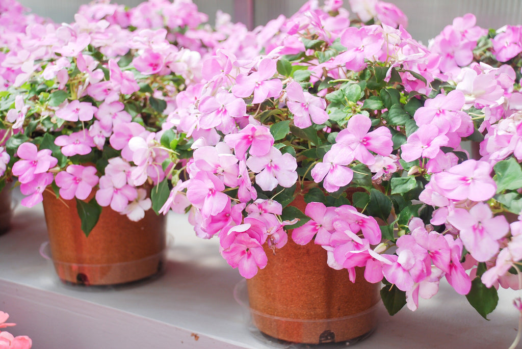 50 DWARF PINK IMPATIENS Walleriana Part Sun or Full Shade Flower Seeds