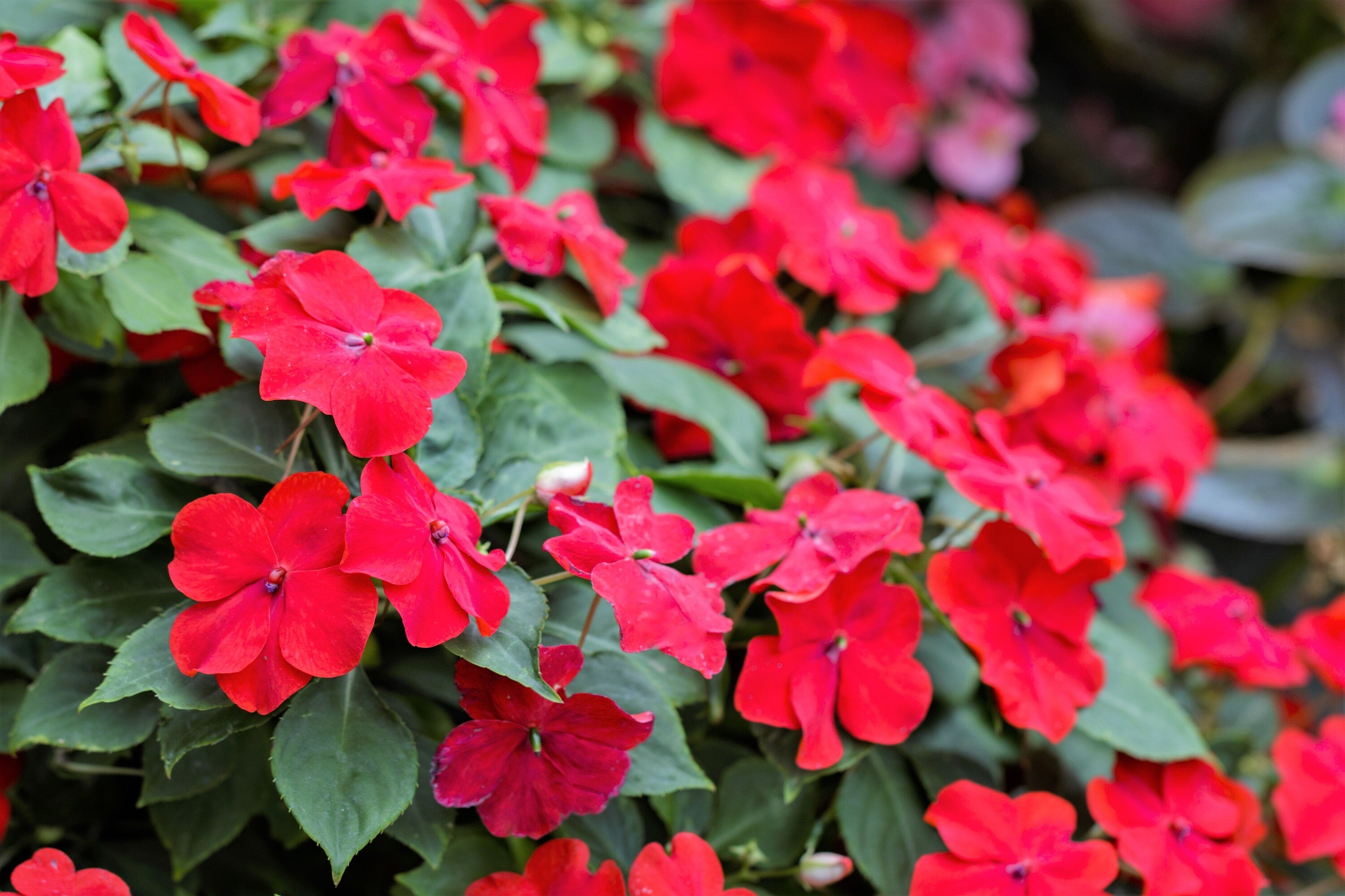 50 DWARF RED IMPATIENS Scarlet Walleriana Part Sun or Full Shade Flower Seeds