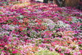 50 MIXED COLORS Dwarf IMPATIENS Walleriana Part Sun or Full Shade Red, White, Pink, Carmine, Scarlet, & Orange Flower Seeds