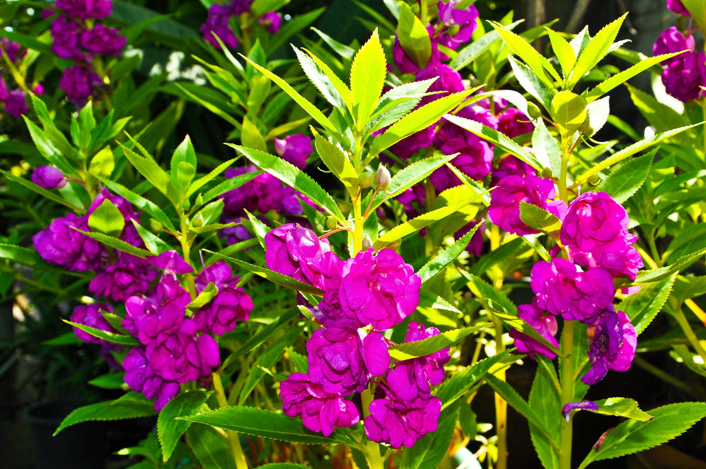 100 Mixed Dwarf TOM THUMB IMPATIENS Balsamina - Sun or Shade - Double Purple, Red, White, Pink, & Orange Flower Seeds