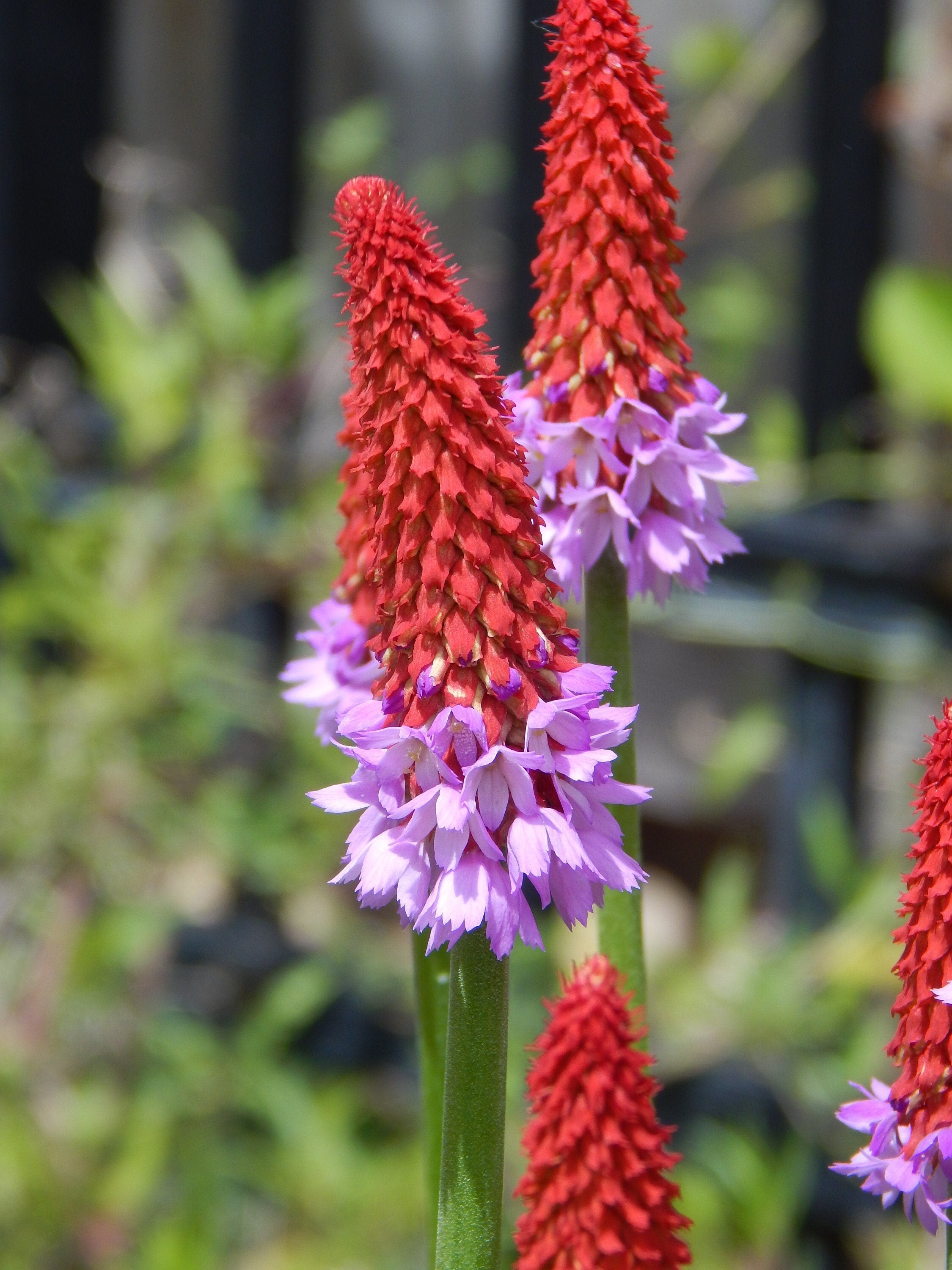 20 ORCHID PRIMROSE Primula Vialii Red Hot Poker Red Pink Purple Shade Wet Flower Seeds
