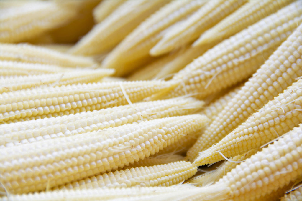 75 Japanese WHITE HULLESS POPCORN or Baby Corn Zea Mays Heirloom Vegetable Seeds