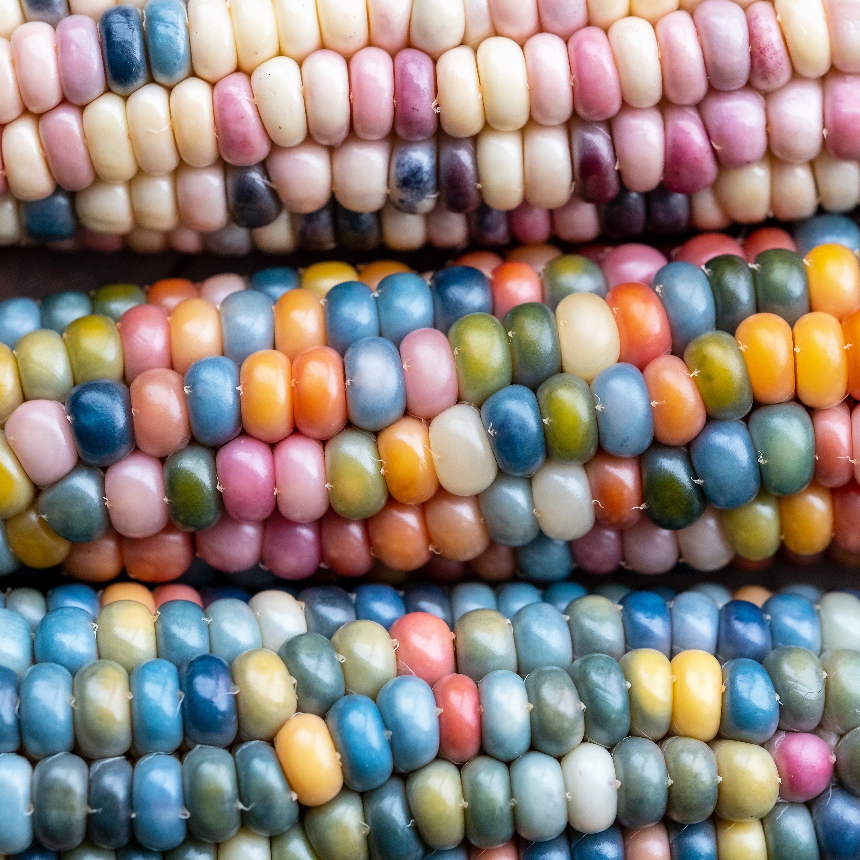 30 GLASS GEM CORN Mixed Colors Ornamental Edible Zea Mays Heirloom Vegetable Seeds
