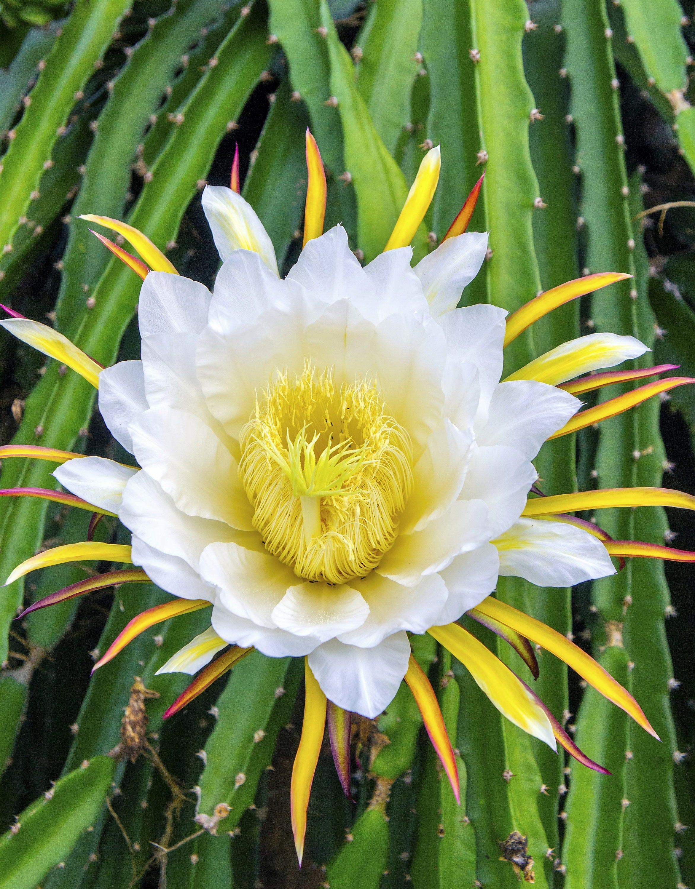 20 YELLOW DRAGON FRUIT ( Pitaya / Pitahaya / Strawberry Pear ) Hylocereus Megalanthus Cactus White Flower Seeds