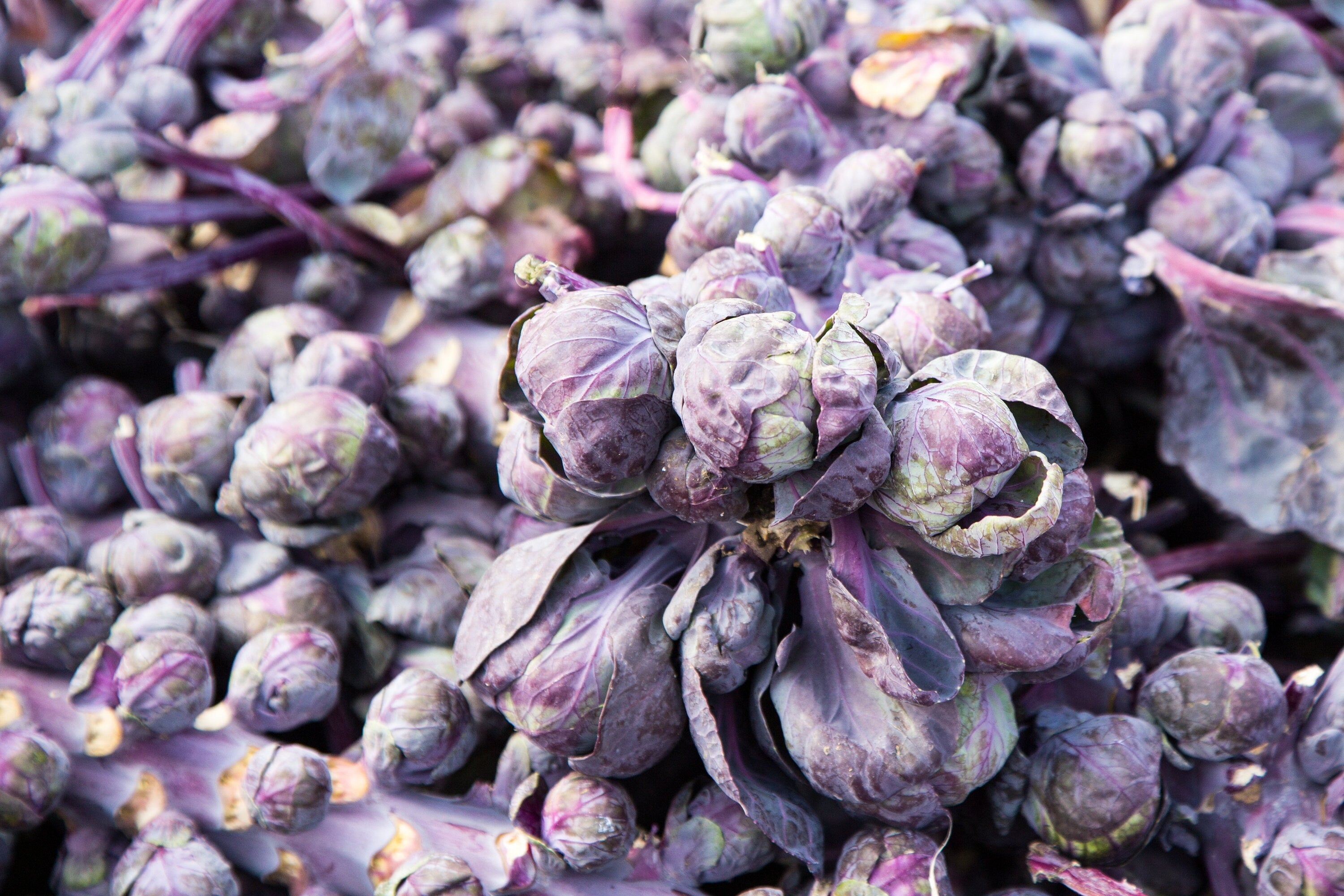 70 RED Ball BRUSSEL SPROUT Brussels Sprouts Brassica Oleracea Gemmifera Vegetable Seeds