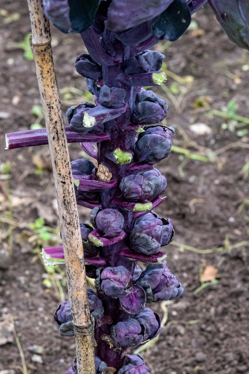 70 RED Ball BRUSSEL SPROUT Brussels Sprouts Brassica Oleracea Gemmifera Vegetable Seeds
