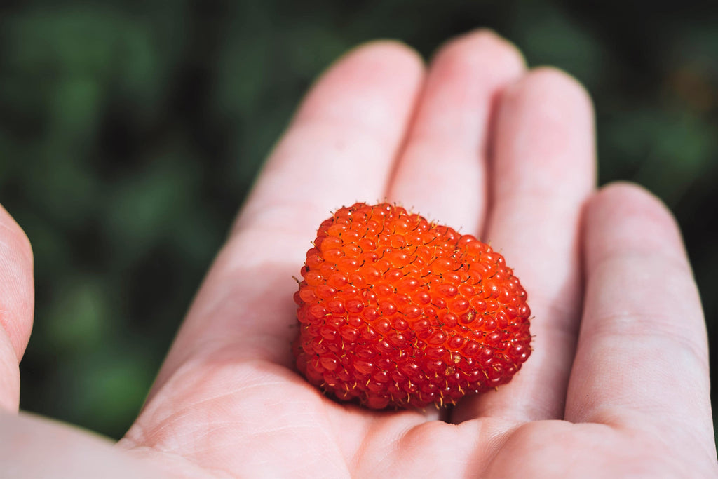 20 AUSTRALIAN RASPBERRY aka Queensland & Atherton Raspberry Rubus Probus Red Berry Fruit Shrub Seeds