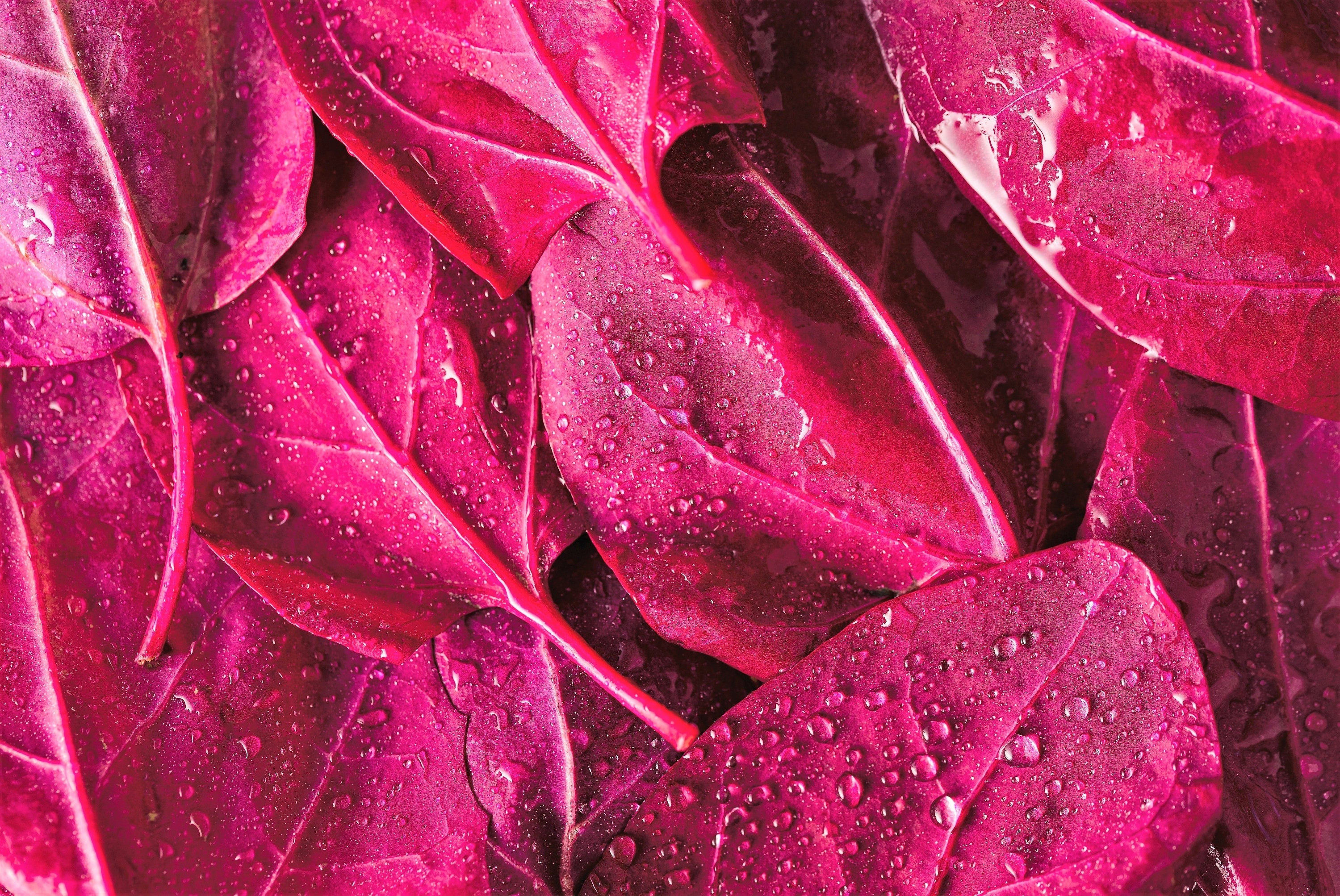 150 MAGENTA MAGIC ORACH Mountain Spinach Atriplex Hortensis Red Leaf Vegetable Greens Seeds